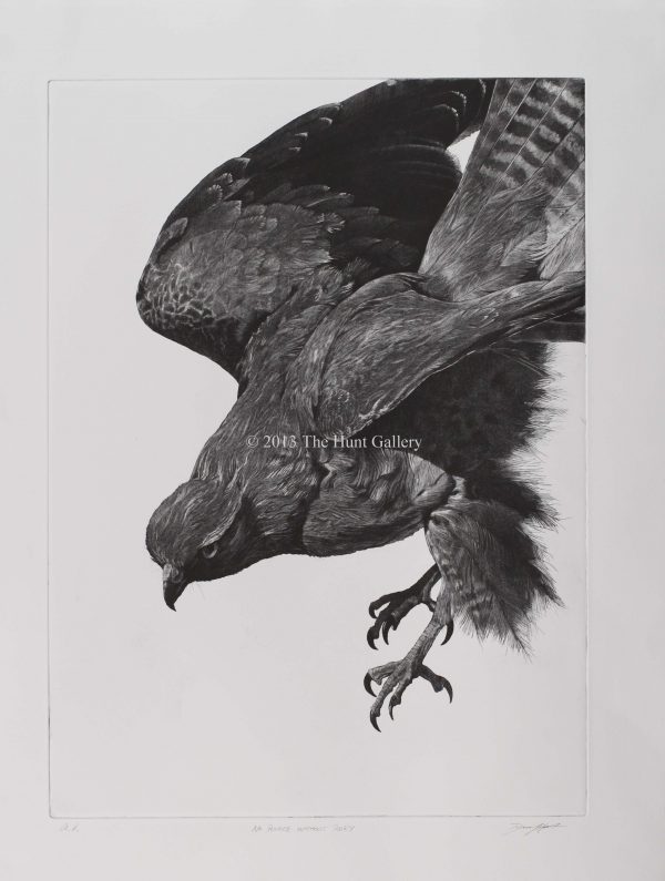 etchings_bird_of_prey